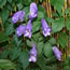 Aconitum carmichaelii